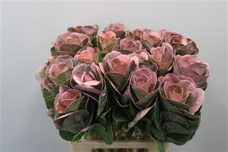 <h4>Brass Klb Roze H%</h4>
