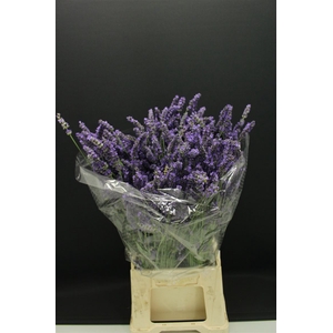 Lavandula Ov Dried