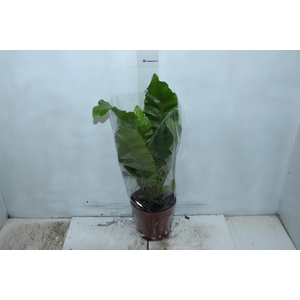 ASPLENIUM NIDUS P17
