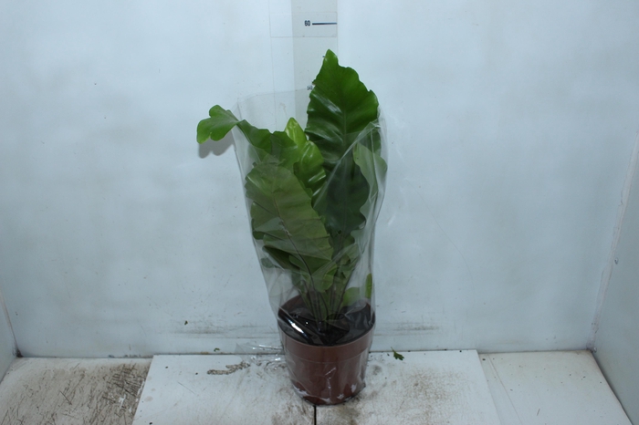 <h4>ASPLENIUM NIDUS P17</h4>