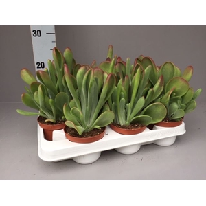 Kalanchoe NF   ...