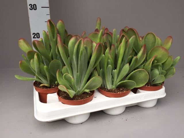 <h4>Kalanchoe NF   ...</h4>