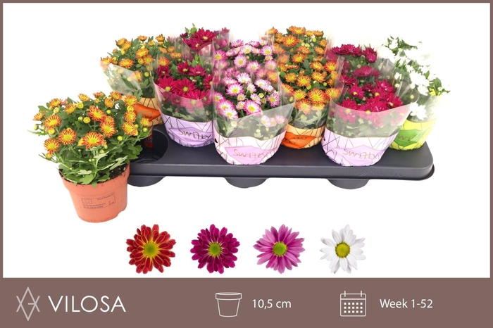 <h4>Chrysanthemum Swifty gemengd</h4>