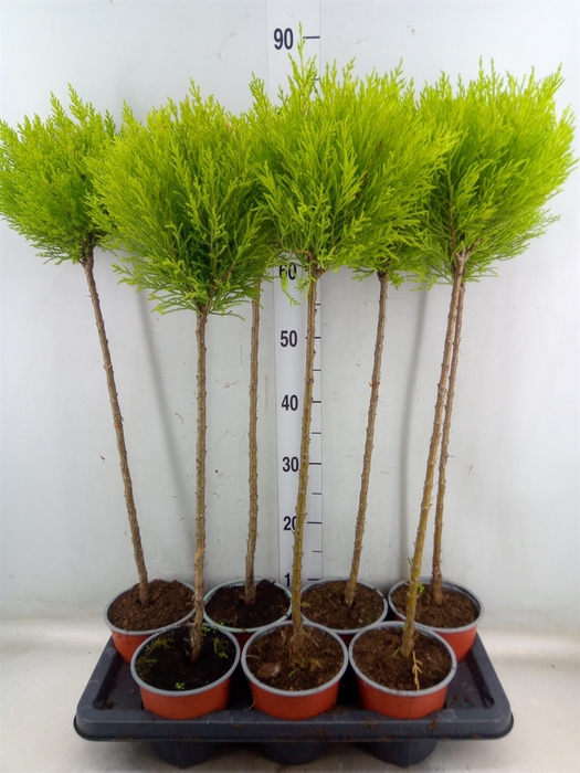 <h4>Cupressus macro. 'Goldcrest' .shape</h4>