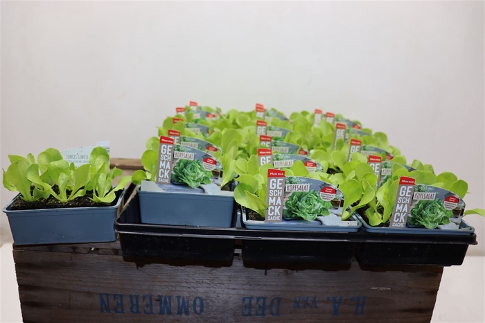 <h4>Slaplanten Kopfsalat Grun</h4>