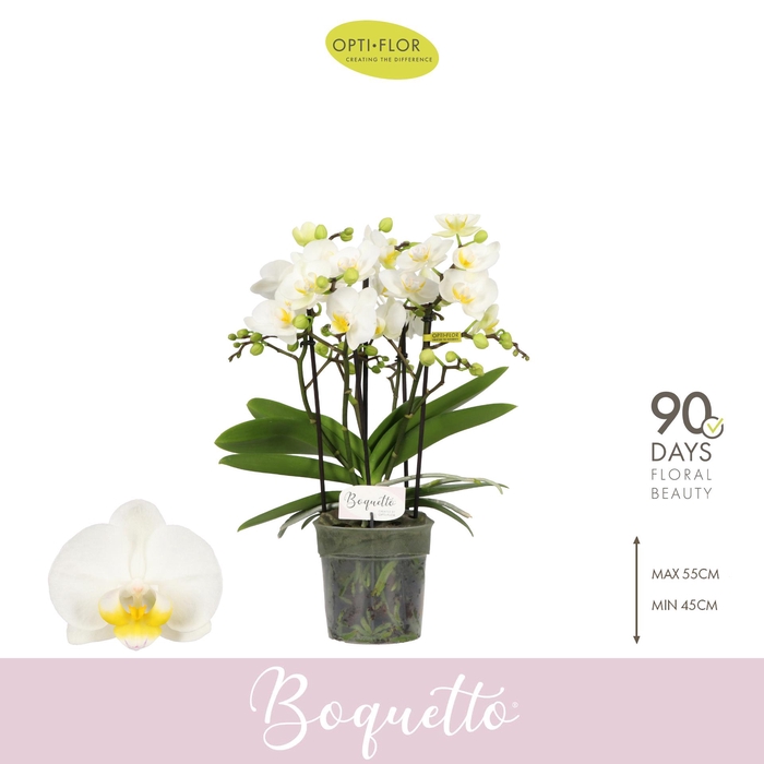 <h4>Boquetto Innocent 3-5 spike</h4>