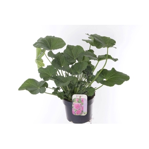 Alcea rosea Chart. Double Rose