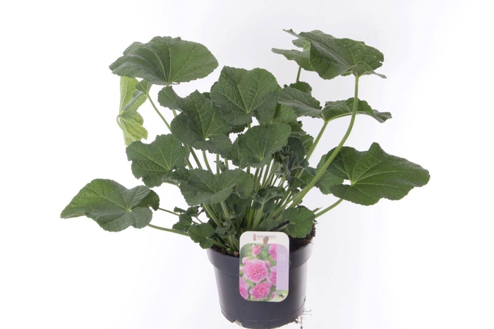 <h4>Alcea rosea Chart. Double Rose</h4>