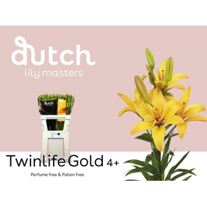 LI LA TWINLIFE GOLD 4+