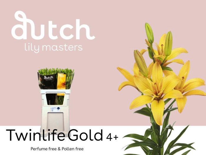 <h4>LI LA TWINLIFE GOLD 4+</h4>