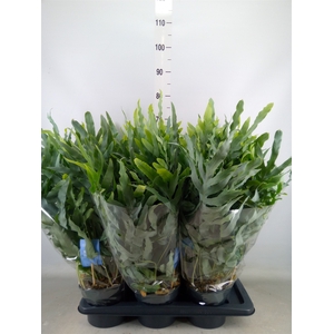 Phlebodium aureum 'Blue Star'