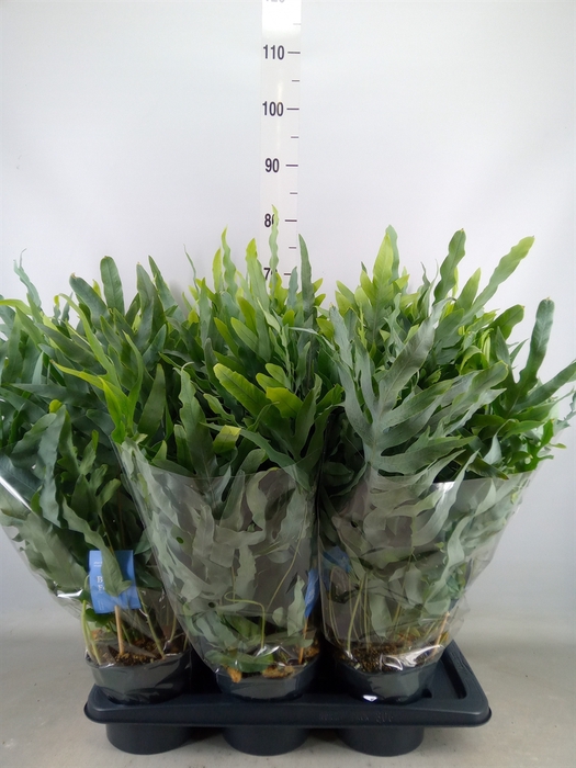 <h4>Phlebodium aureum 'Blue Star'</h4>