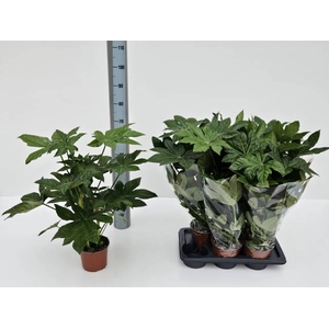 FATSIA OV