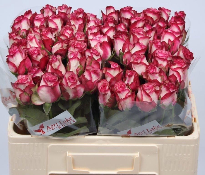 <h4>R GR PALOMA</h4>