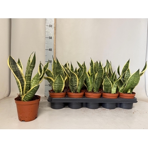 SANSEV FUTURA SUPERB