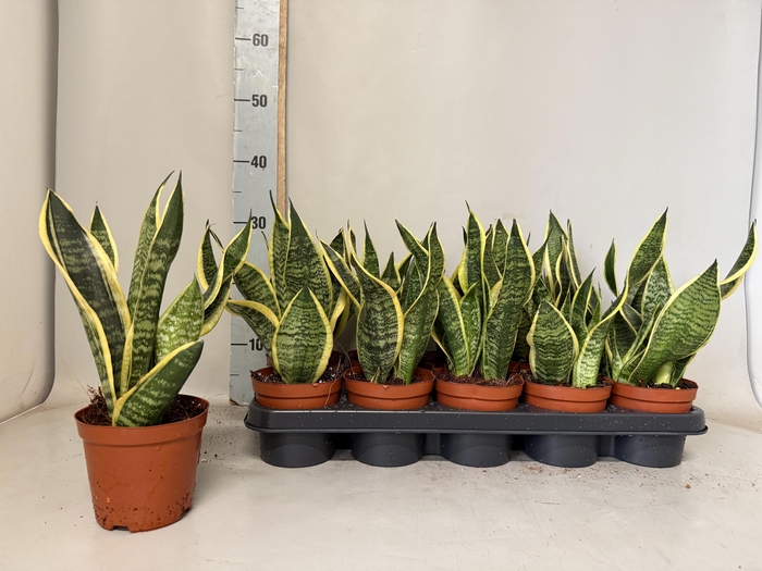 <h4>SANSEV FUTURA SUPERB</h4>