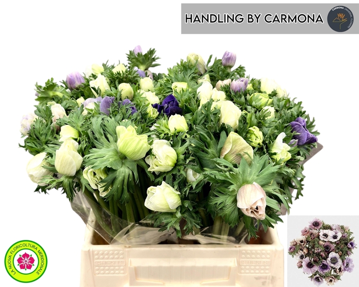 <h4>ANEM CO GALIL PASTEL</h4>