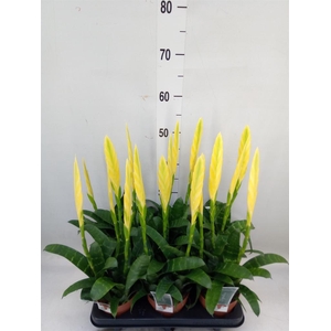 Vriesea  'Era'