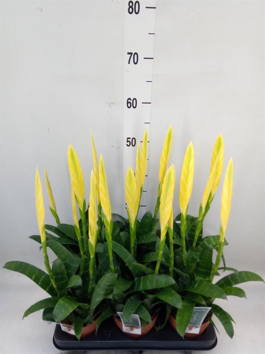 <h4>Vriesea  'Era'</h4>