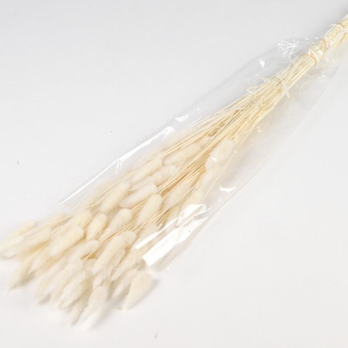 <h4>DF Lagurus Bs 50g/70cm Bleach</h4>