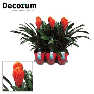 Guzmania Tala Luxe keramiek (Decorum)