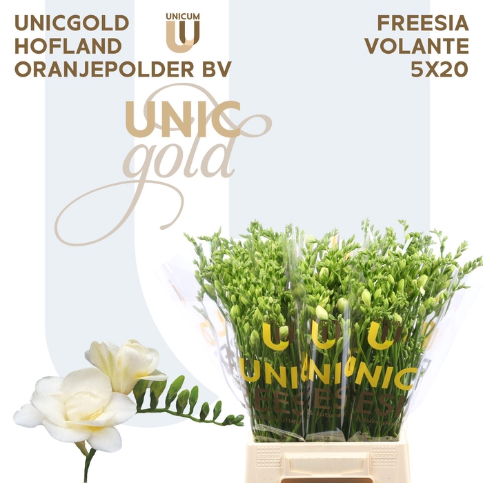 <h4>Freesia du Volante</h4>