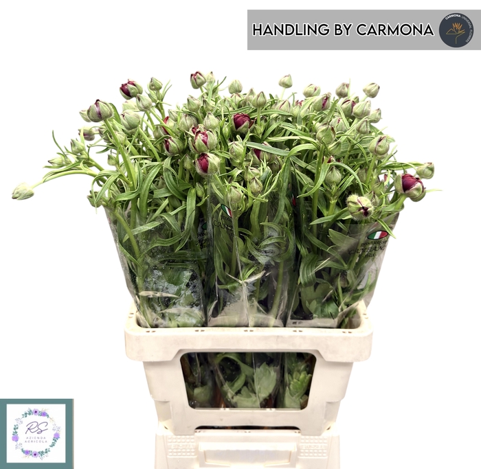 <h4>RANUNCULUS OV</h4>