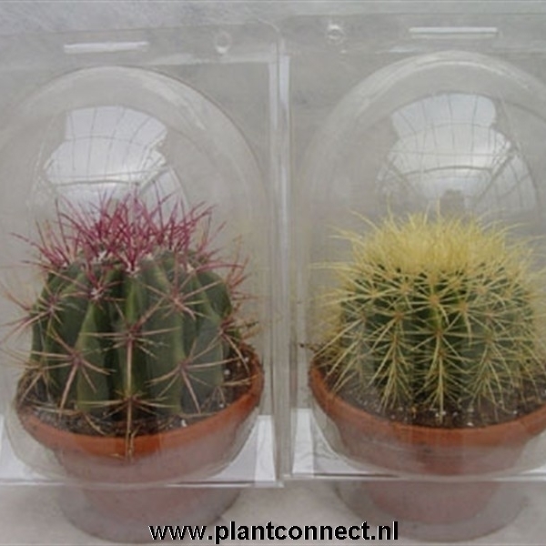 <h4>154 Blister cactus 17 cm</h4>