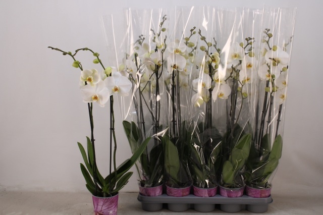 <h4>PHAL OV WIT</h4>
