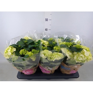 Hydrangea mac. 'Schneeball'
