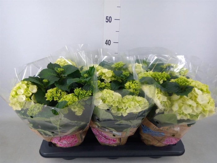 <h4>Hydrangea mac. 'Schneeball'</h4>