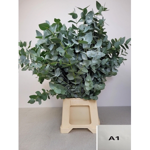EUC CINEREA PB