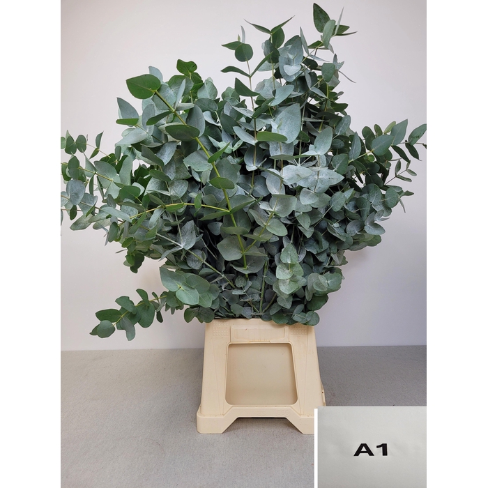 <h4>EUC CINEREA PB</h4>