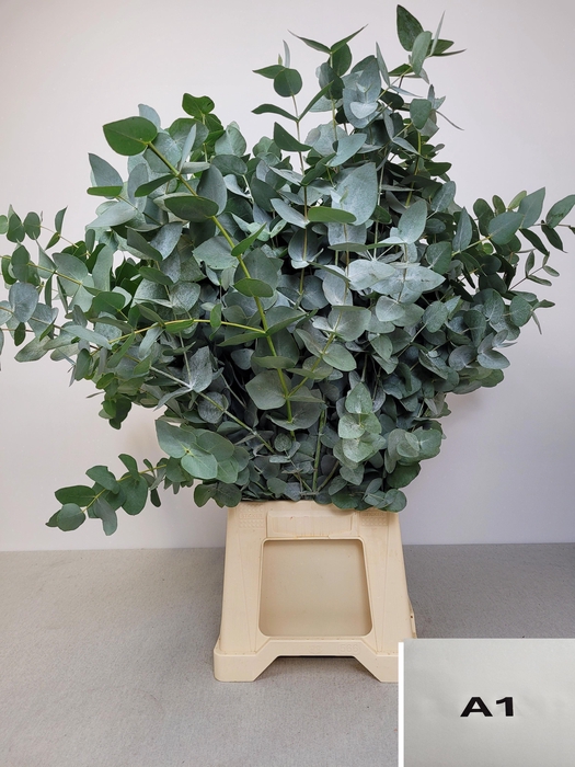 EUC CINEREA PB