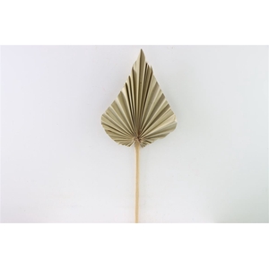 Dried Palm Spear Natural W20-25 P Stem