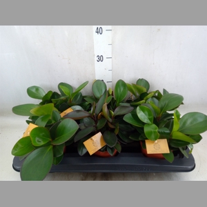 Peperomia clusiifolia 'Red Margin'