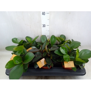 Peperomia clusiifolia 'Red Margin'