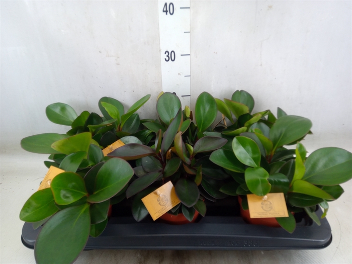 <h4>Peperomia clusiifolia 'Red Margin'</h4>