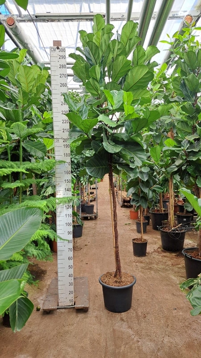 <h4>Ficus Lyrata gedraaide stam 300</h4>