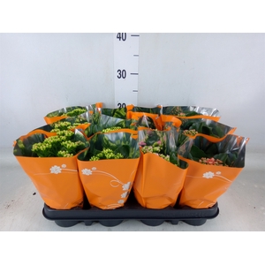 Kalanchoe blos.   ..rosebud mix