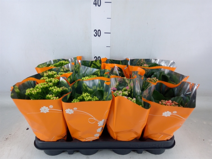 <h4>Kalanchoe blos.   ..rosebud mix</h4>