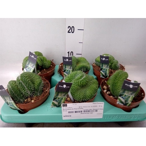 Mammillaria