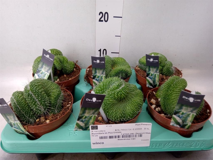 <h4>Mammillaria</h4>