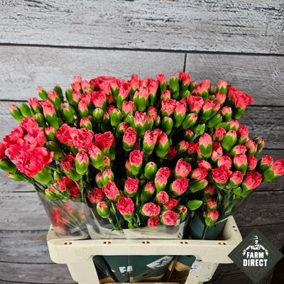 <h4>Dianthus TR 'Lobster'</h4>
