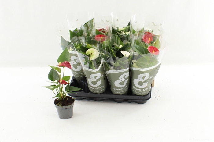 <h4>ANTHU AN GEM</h4>