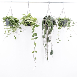 Hoya Mix