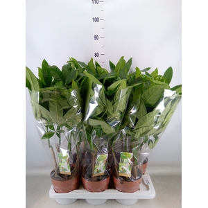 Pachira aquatica