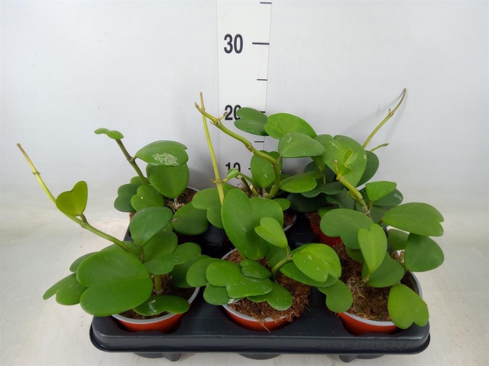 <h4>Hoya kerrii</h4>