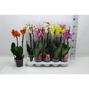 PHAL GEM