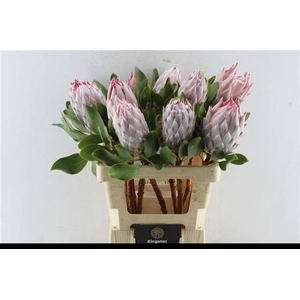 PROTEA CYNAROIDES